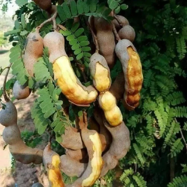 Thai Sweet Tamarind Imli Grafted Fruit Live Plant (1.5-3 Feet Height) - Image 3