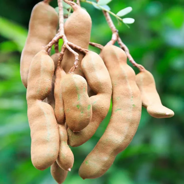 Thai Sweet Tamarind Imli Grafted Fruit Live Plant (1.5-3 Feet Height) - Image 4