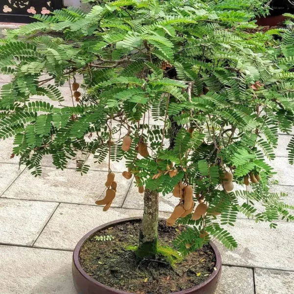 Thai Sweet Tamarind Imli Grafted Fruit Live Plant (1.5-3 Feet Height) - Image 2