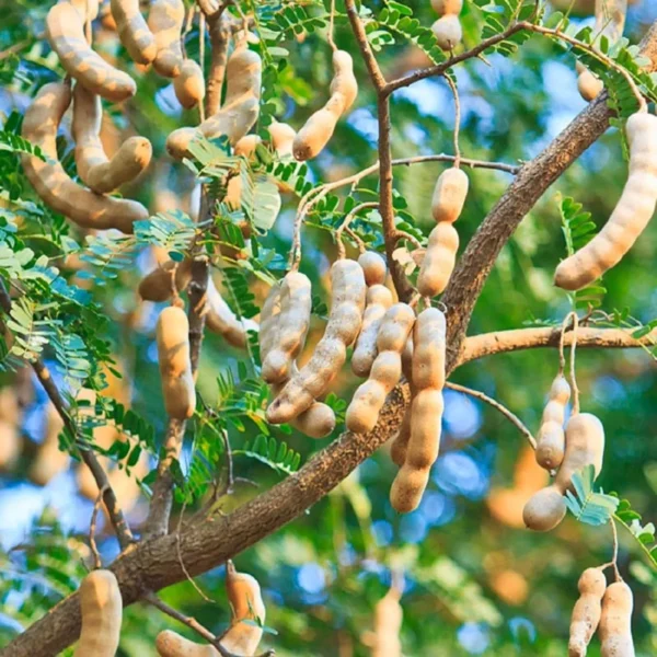 Sour Vantoor Tamarind Imli Grafted Fruit Live Plant (1.5-3 Feet Height) - Image 2
