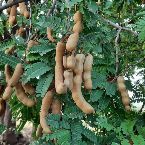 Sour Vantoor Tamarind Imli Grafted Fruit Live Plant (1.5-3 Feet Height) - Image 5