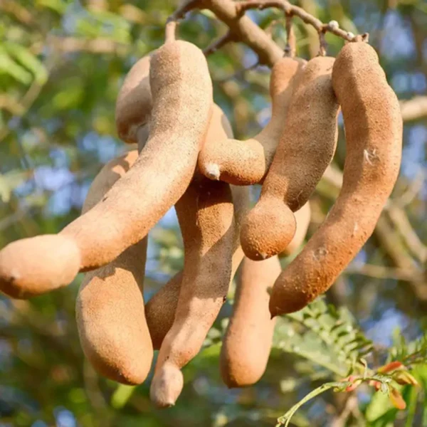 Sour Vantoor Tamarind Imli Grafted Fruit Live Plant (1.5-3 Feet Height) - Image 3