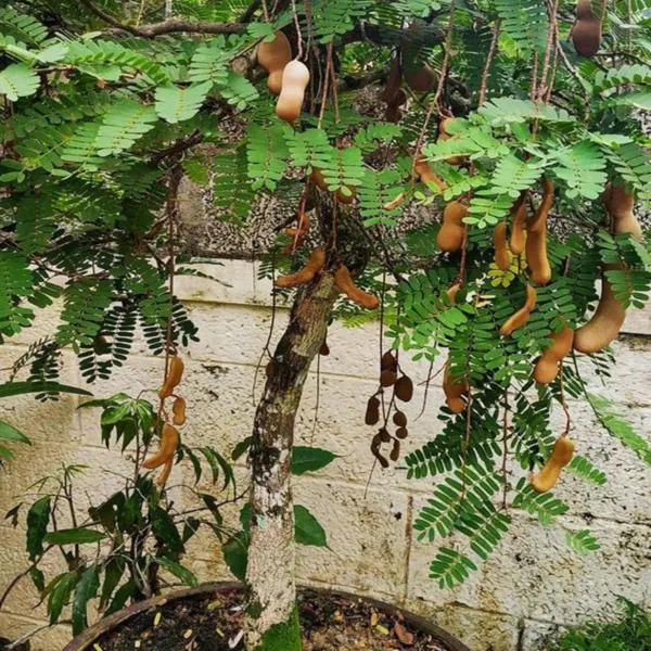 Sour Vantoor Tamarind Imli Grafted Fruit Live Plant (1.5-3 Feet Height) - Image 4