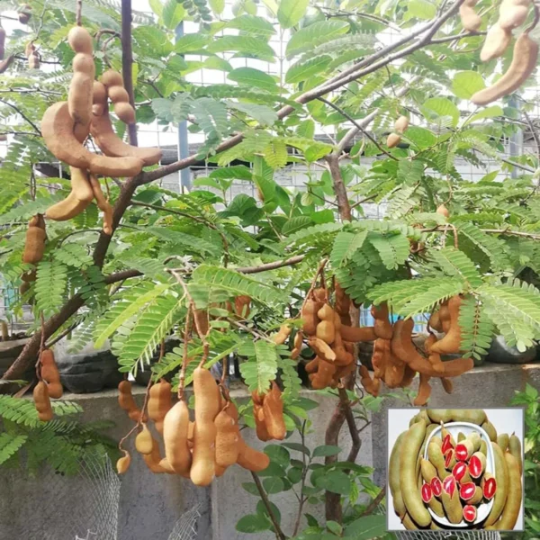 Red Sweet Tamarind Imli Grafted Fruit Live Plant (1.5-3 Feet Height) - Image 4