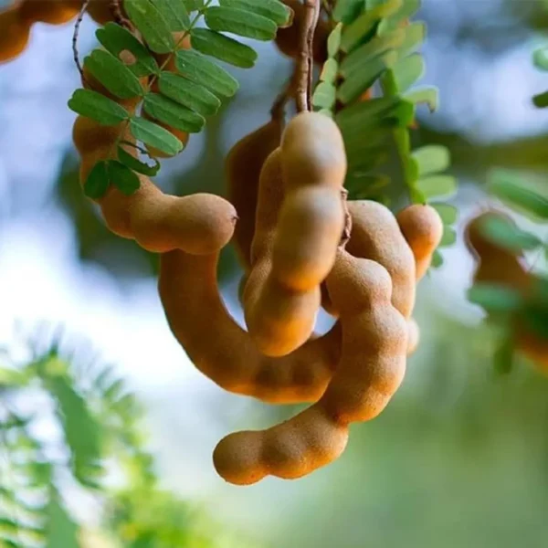 Red Sweet Tamarind Imli Grafted Fruit Live Plant (1.5-3 Feet Height) - Image 5