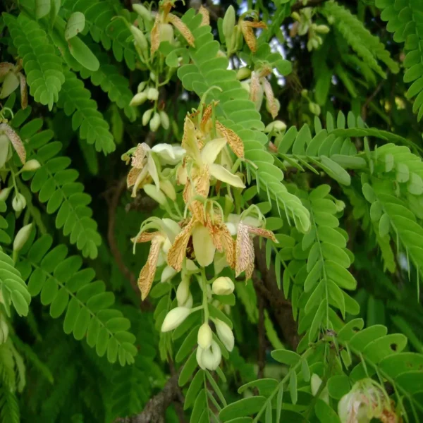 Red Sweet Tamarind Imli Grafted Fruit Live Plant (1.5-3 Feet Height) - Image 2