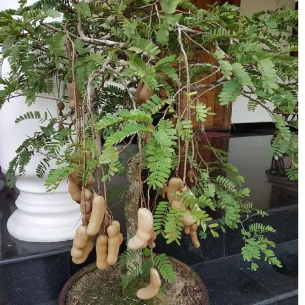 Red Sweet Tamarind Imli Grafted Fruit Live Plant (1.5-3 Feet Height) - Image 3