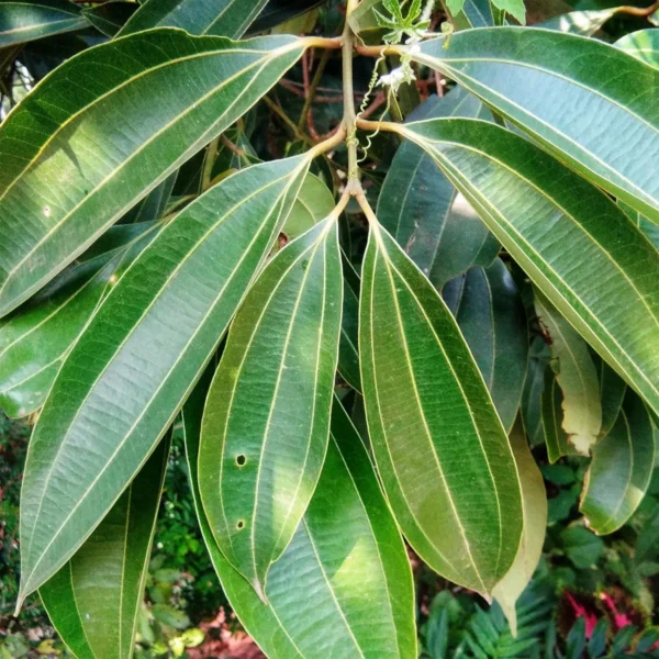 Tej Patta Indian Bay Leaf Spice Live Plant - Image 2