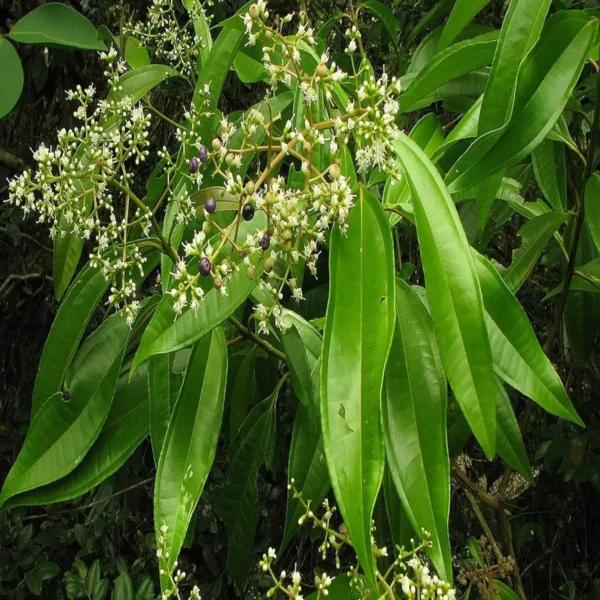 Tej Patta Indian Bay Leaf Spice Live Plant - Image 3