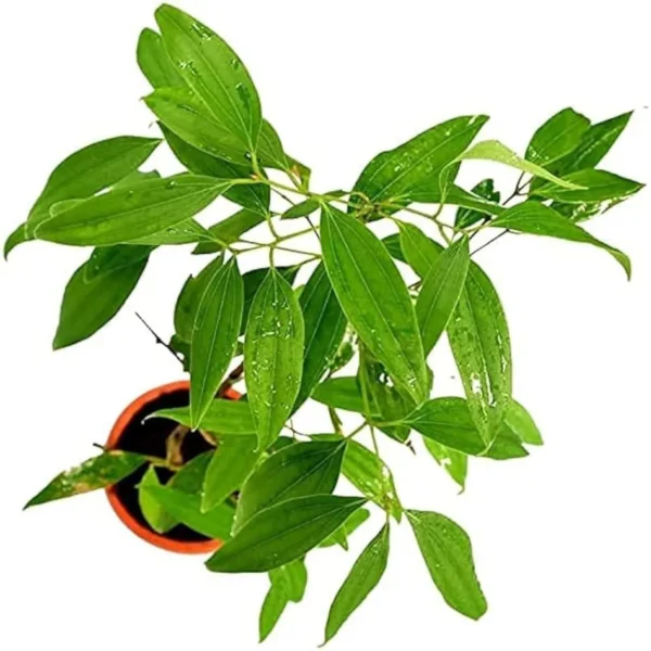 Tej Patta Indian Bay Leaf Spice Live Plant - Image 4