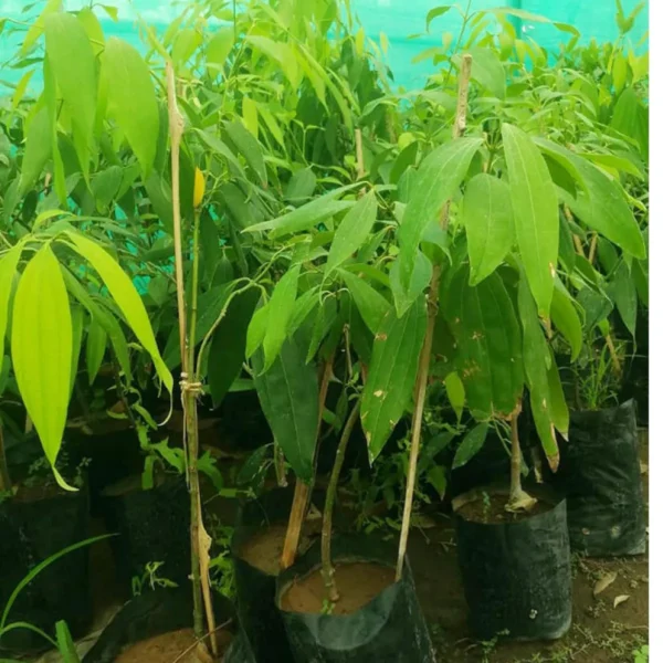 Tej Patta Indian Bay Leaf Spice Live Plant - Image 5