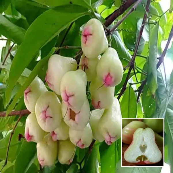 Mixed Wax Apple Water Apple Java Apple Jamrul Chamba Layering/Grafted Fruit Live Plant