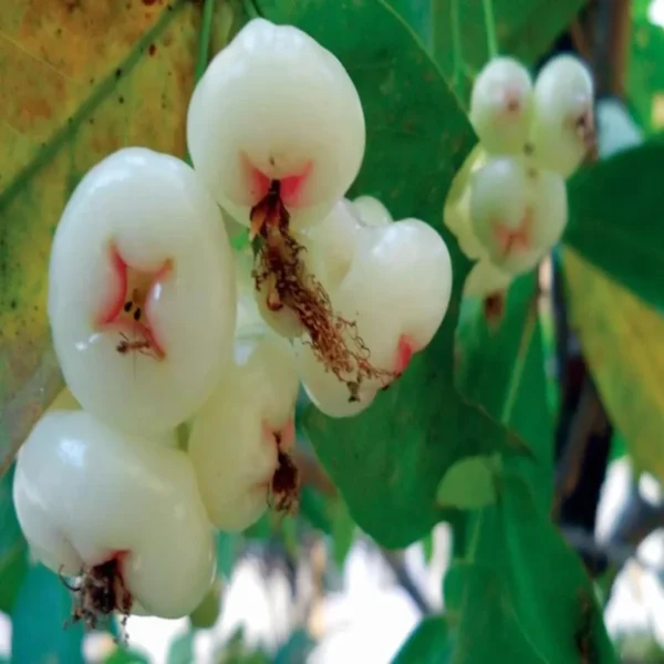Mixed Wax Apple Water Apple Java Apple Jamrul Chamba Layering/Grafted Fruit Live Plant - Image 2