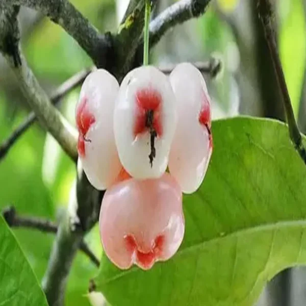 Mixed Wax Apple Water Apple Java Apple Jamrul Chamba Layering/Grafted Fruit Live Plant - Image 3