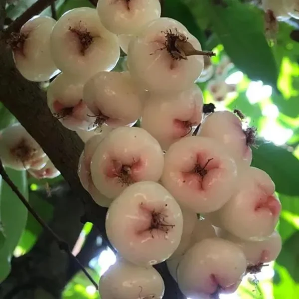 Mixed Wax Apple Water Apple Java Apple Jamrul Chamba Layering/Grafted Fruit Live Plant - Image 4