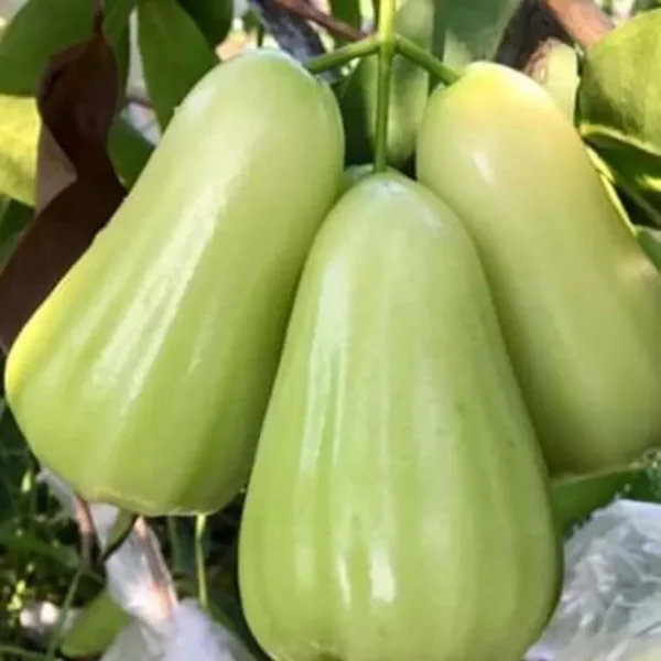 Thai All Time Wax Apple Water Apple Java Apple Jamrul Chamba Layering/Grafted Fruit Live Plant - Image 2