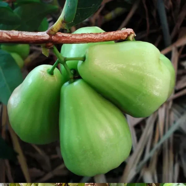 Thai All Time Wax Apple Water Apple Java Apple Jamrul Chamba Layering/Grafted Fruit Live Plant - Image 3