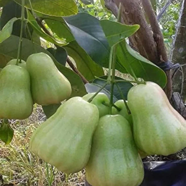 Thai All Time Wax Apple Water Apple Java Apple Jamrul Chamba Layering/Grafted Fruit Live Plant - Image 4