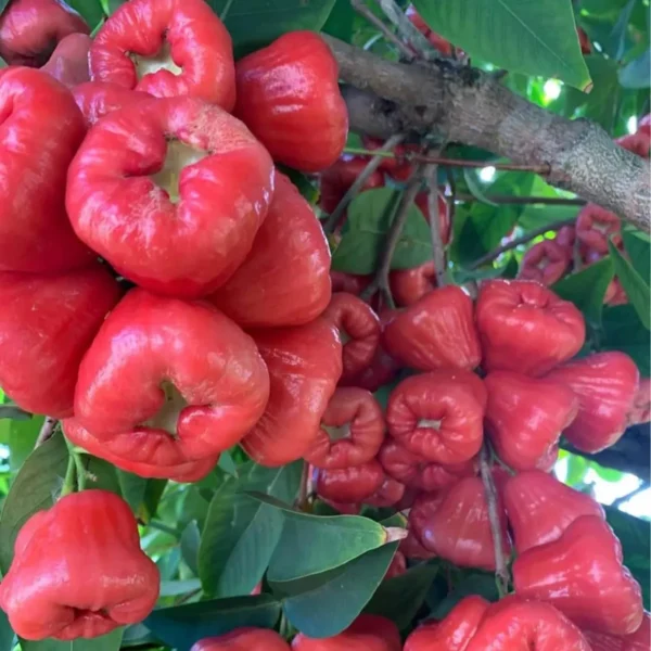 Red Wax Apple Water Fruit Live Plant - Image 2