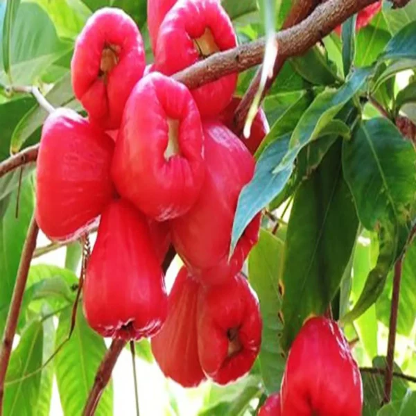 Red Wax Apple Water Fruit Live Plant - Image 3