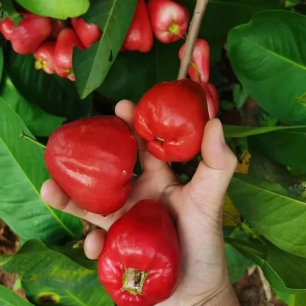 Red Wax Apple Water Fruit Live Plant - Image 4