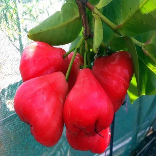 Red Wax Apple Water Fruit Live Plant - Image 5