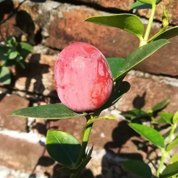 Thai Sweet Karonda Carissa Carandas Cherry, Koromcha Live Plant - Image 2