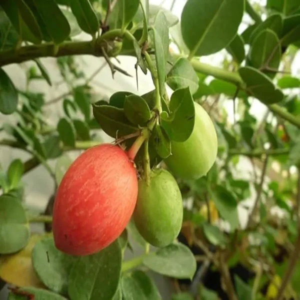Thai Sweet Karonda Carissa Carandas Cherry, Koromcha Live Plant - Image 3