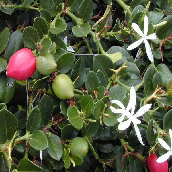 Thai Sweet Karonda Carissa Carandas Cherry, Koromcha Live Plant - Image 4