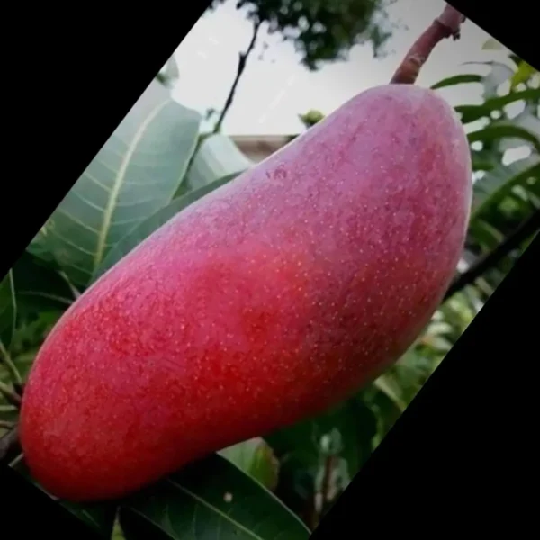 Xi Shi 11 Shi Mango Aam Grafted Fruit Live Plant - Image 2
