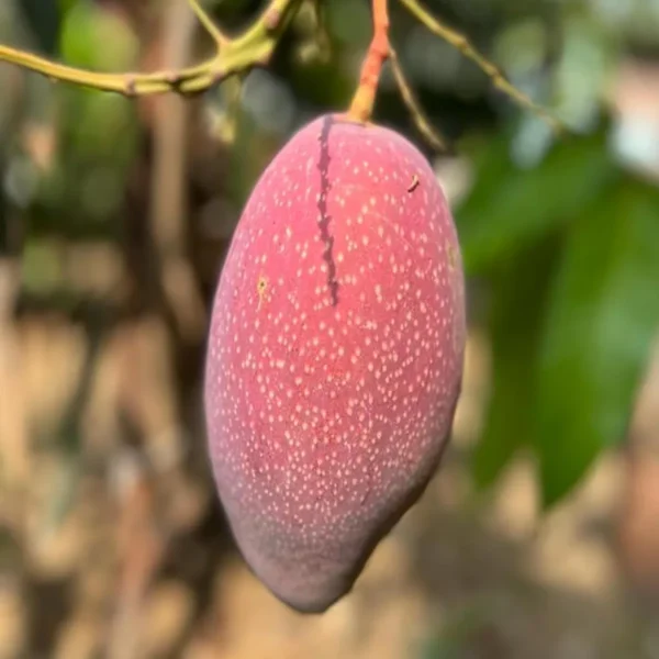 Xi Shi 11 Shi Mango Aam Grafted Fruit Live Plant - Image 3