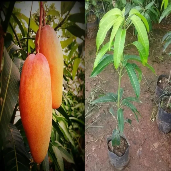 Xi Shi 11 Shi Mango Aam Grafted Fruit Live Plant - Image 4