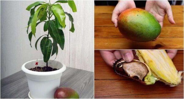 Mango Tree (Grown Through Seeds) - Organic Fruit Plant
