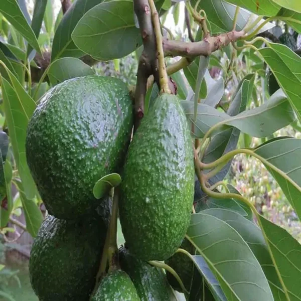Hass Avocado Butter Fruit Grafted Live Plant - Image 3