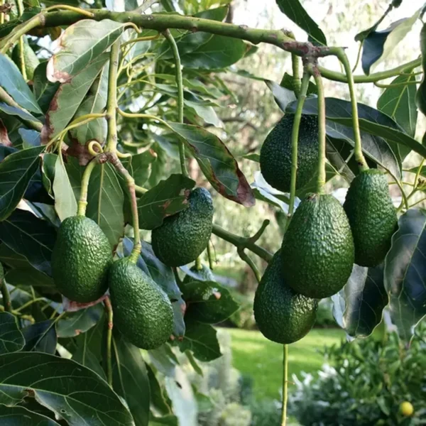 Hass Avocado Butter Fruit Grafted Live Plant - Image 2