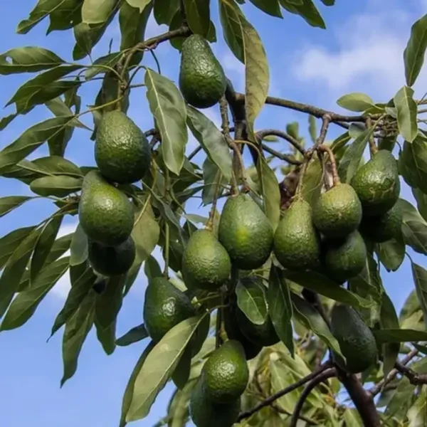 Hass Avocado Butter Fruit Grafted Live Plant - Image 4