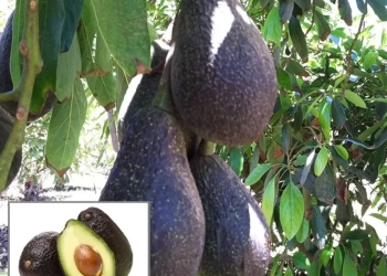 Lamb Hass Avocado Butter Fruit Grafted Live