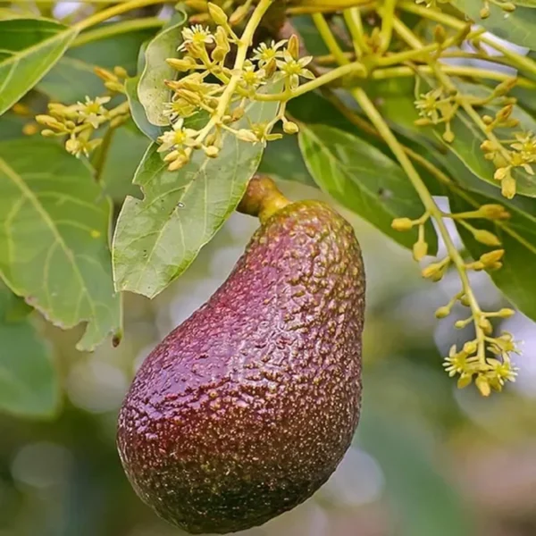 Miami Red Avocado Butter Fruit Grafted Live Plant - Image 2