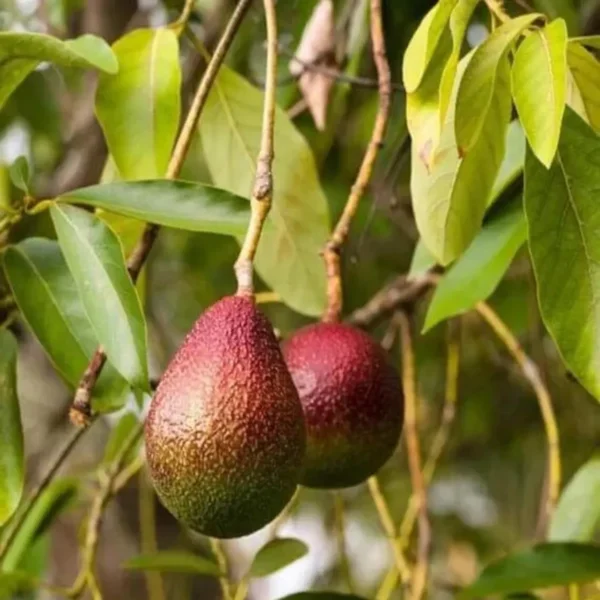 Miami Red Avocado Butter Fruit Grafted Live Plant - Image 3