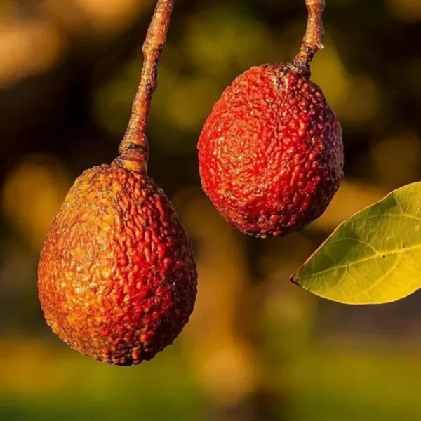 Miami Red Avocado Butter Fruit Grafted Live Plant - Image 4