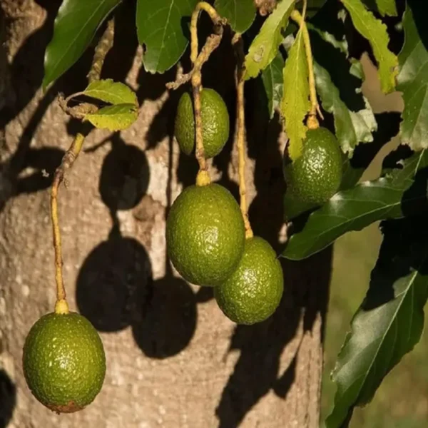 Monroe Round Avocado Butter Fruit Grafted Live Plant - Image 3