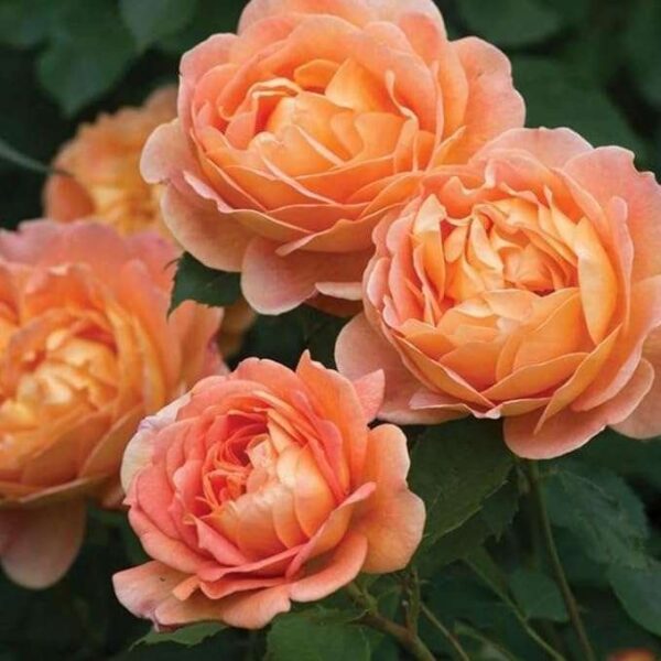 Orange Rose Vine Live Climbing Rose English Veriety Plant Creeper of May Queen (Rosa May Queen)