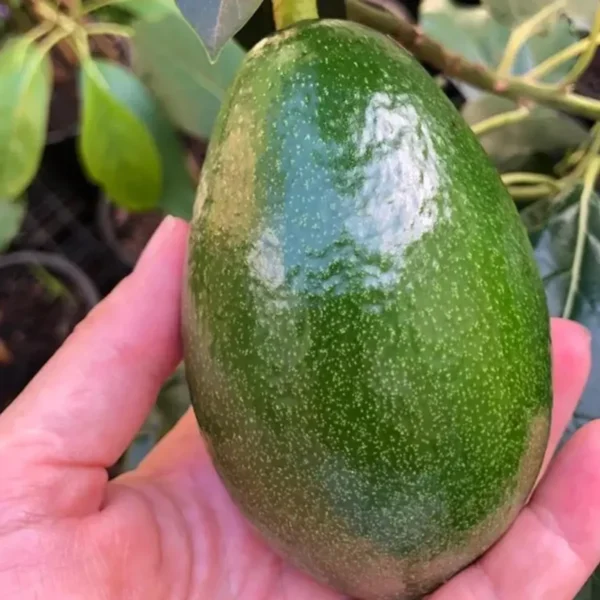 Seedling Avocado Butter Fruit Live Plant - Image 5