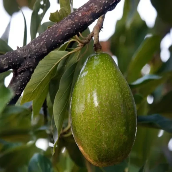 Seedling Avocado Butter Fruit Live Plant - Image 2