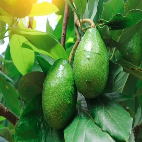 Seedling Avocado Butter Fruit Live Plant - Image 4