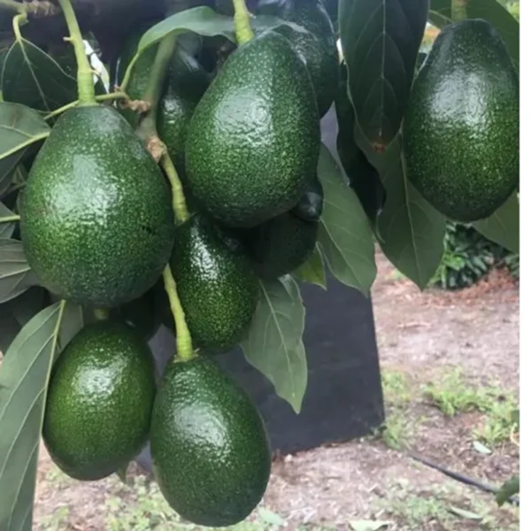 Seedling Avocado Butter Fruit Live Plant - Image 3