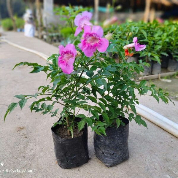 Tecoma (Shurb, Pink) - Fresh Organic Flower Plant - Image 2