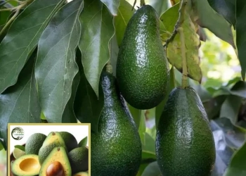 Hass Avocado Butter Fruit Grafted Live Plant