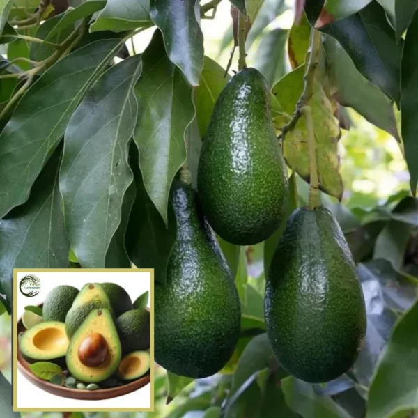 Hass Avocado Butter Fruit Grafted Live Plant