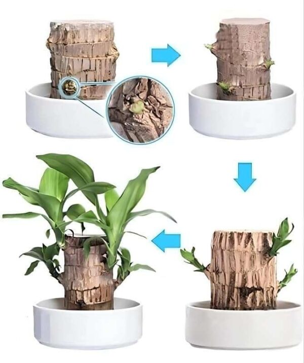 Lucky Brazil Wood Potted Plant | Healthy Indoor Live Lucky Plant | Brazilian Wood Plant for Living Room, Feng Shui Plant Pack of 1 Pcs
